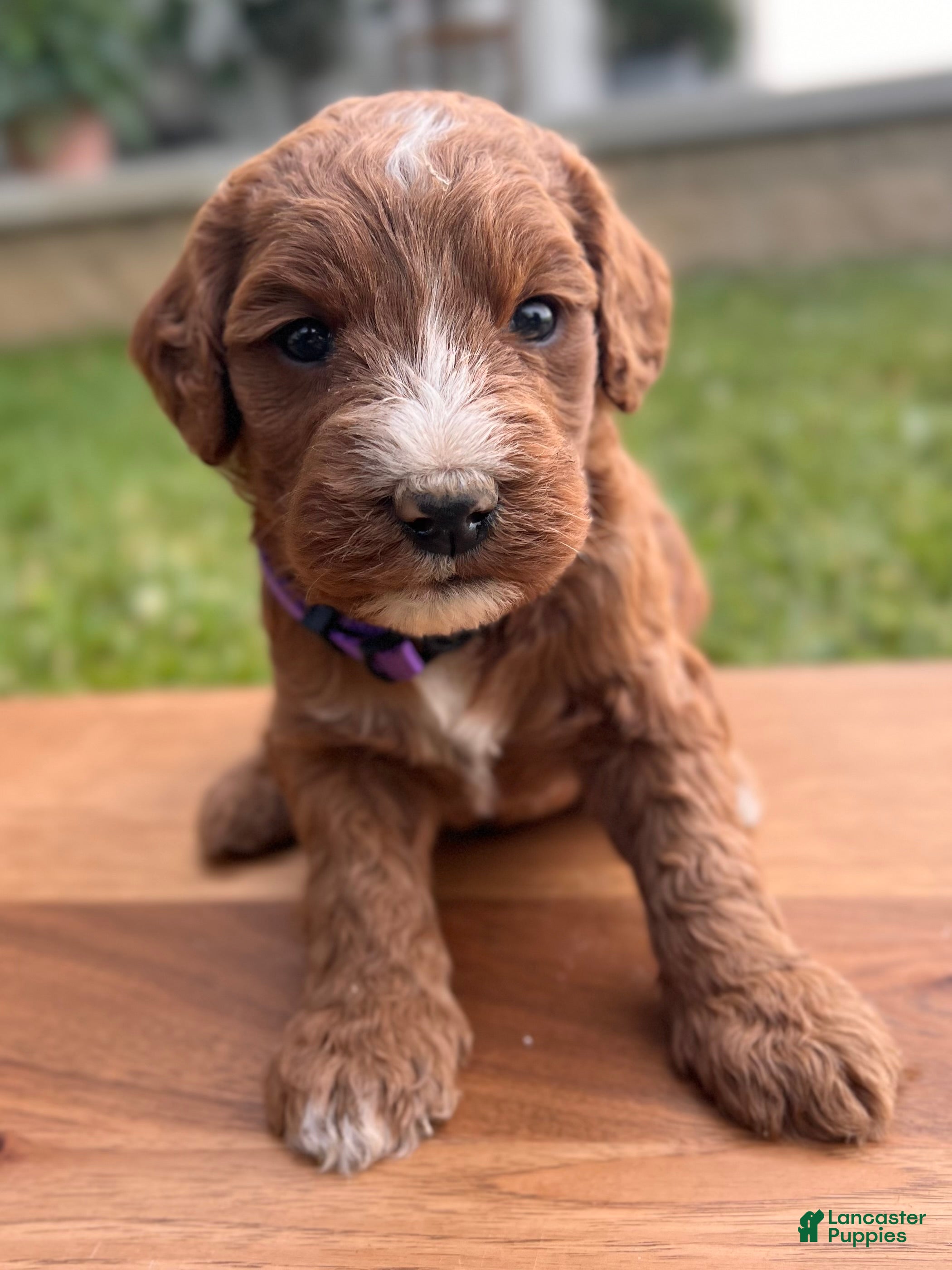 Irish Doodle dogs Aspen - Ad 1