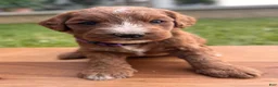 Irish Doodle dogs for sale: Aspen - Ad 1