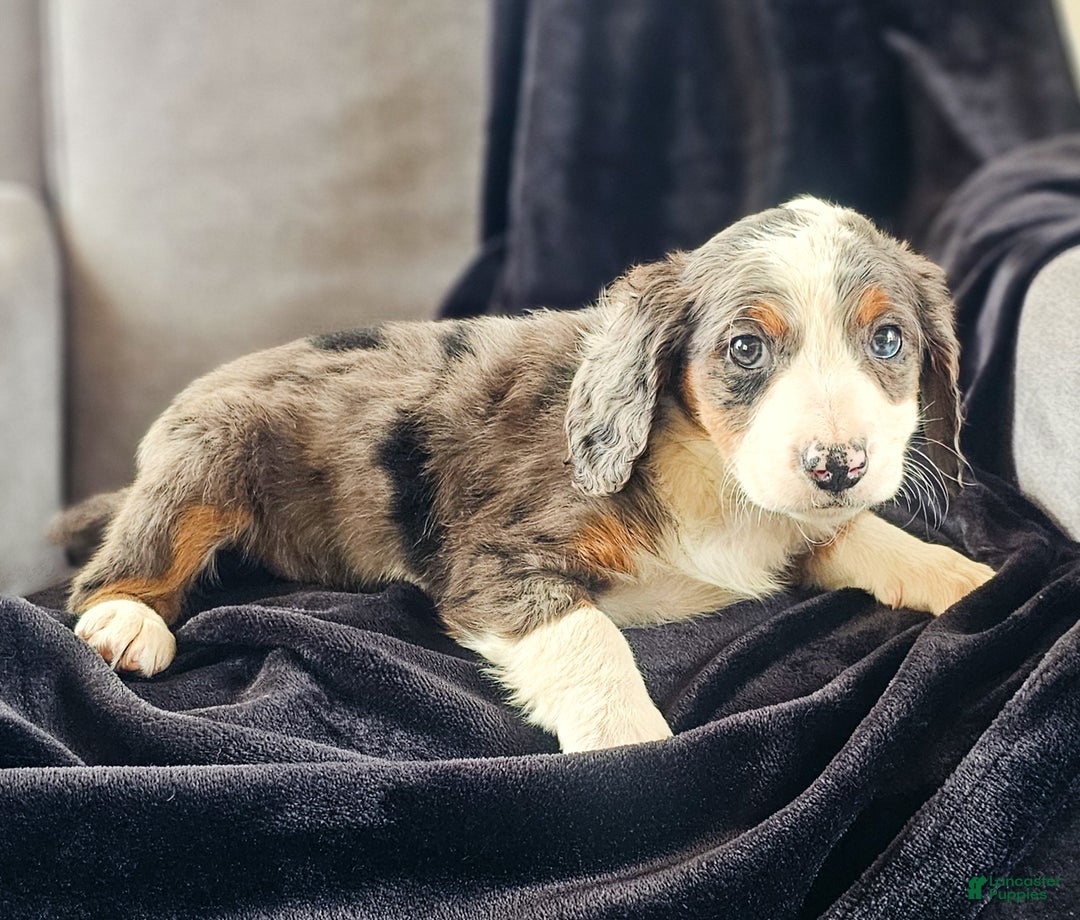 Mini Bernedoodle dogs for sale: Ally - Ad 2