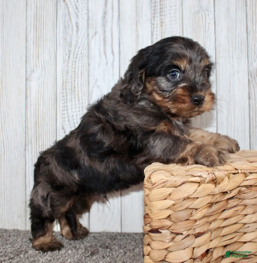 Cockapoo dogs for sale: Snickers - Ad 13