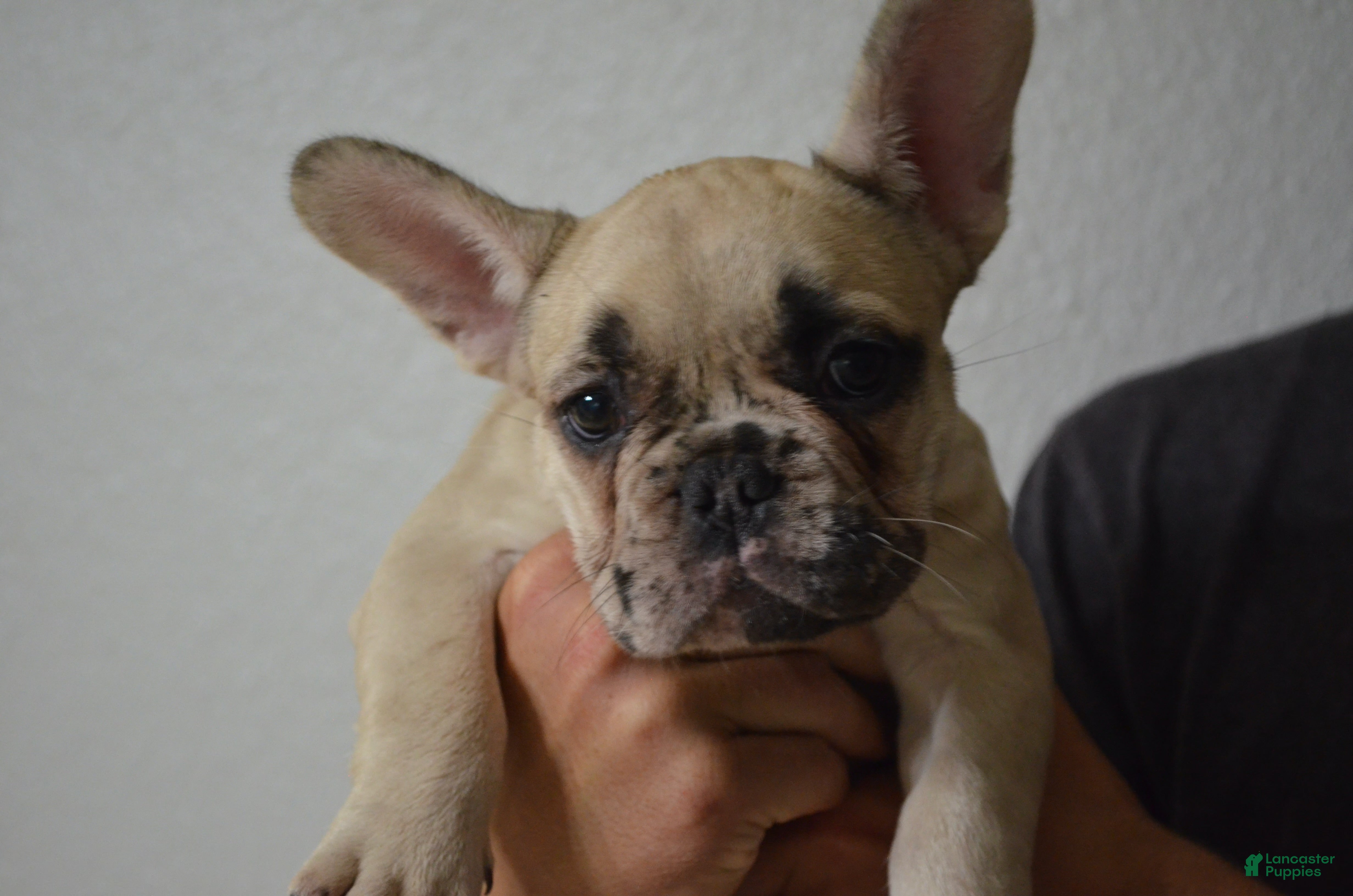 French Bulldog dogs for sale: Pearl - Ad 3