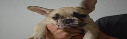 French Bulldog dogs for sale: Pearl - Ad 1