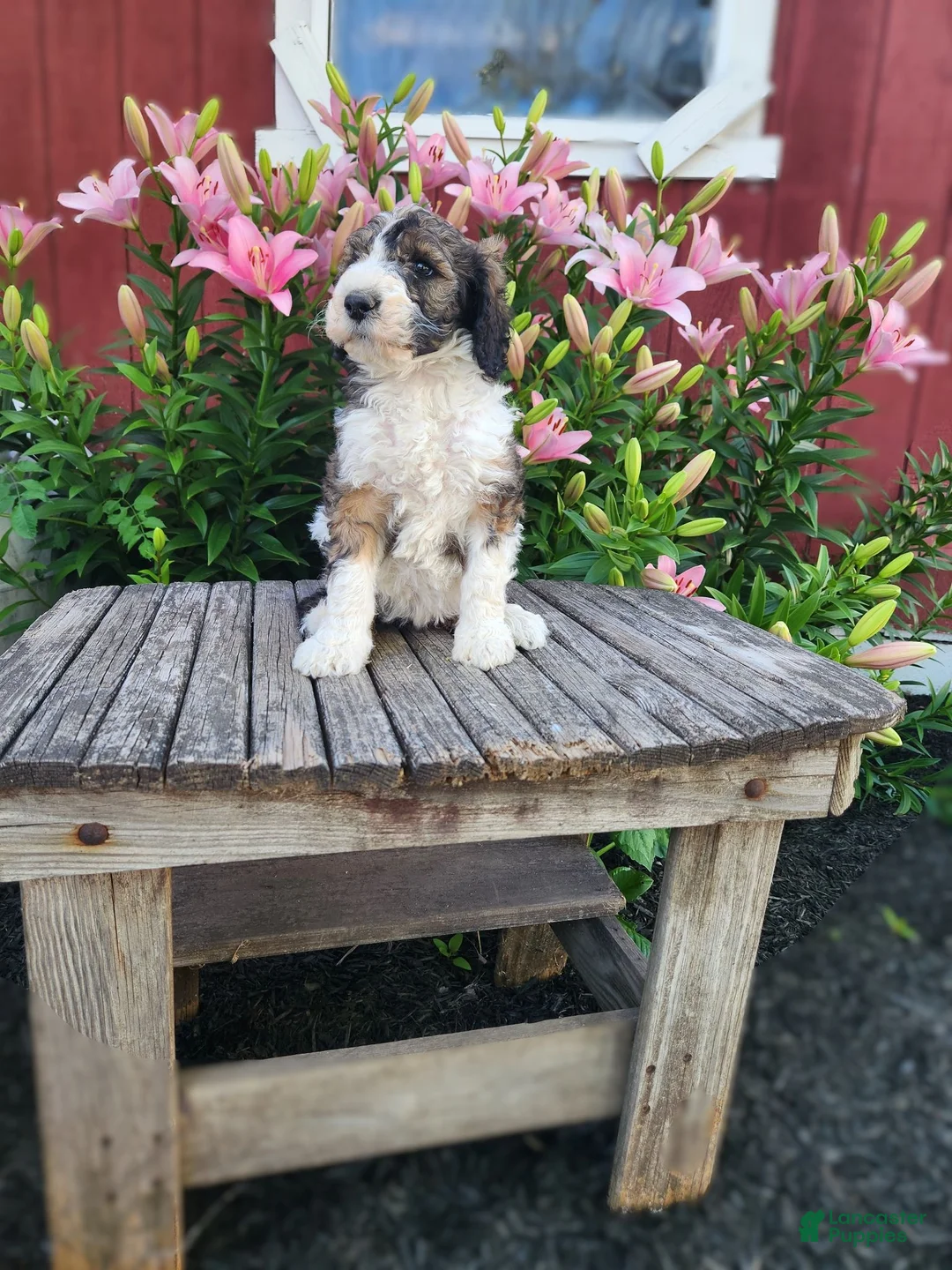 Bernedoodle dogs for sale: Crystal - Ad 3