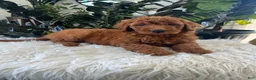 Mini Goldendoodle dogs for sale: Ava - Ad 4