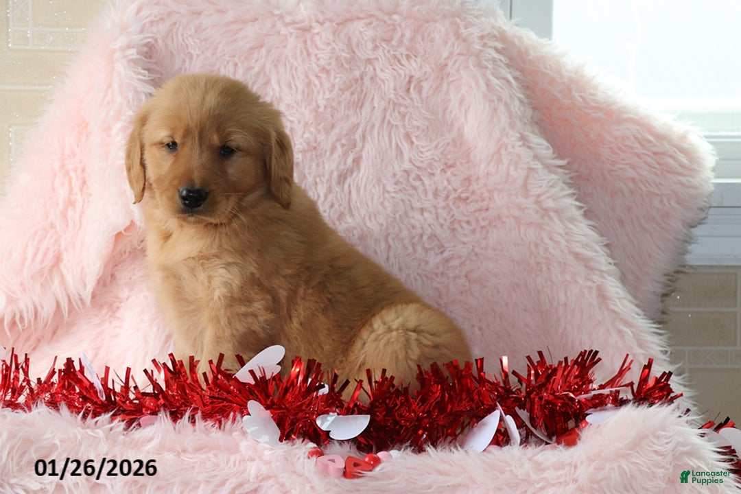 Golden Retriever dogs for sale: Lacey - Ad 2