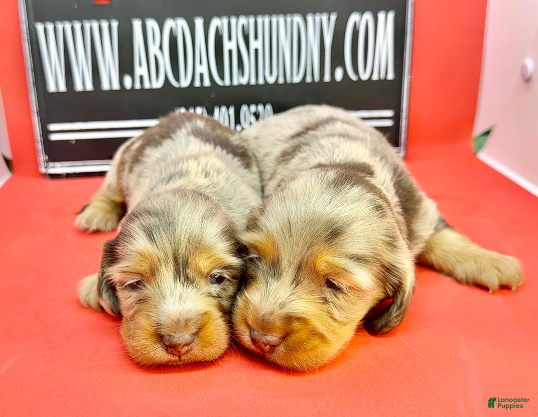 Miniature Dachshund dogs for sale: Russian akc - Ad 3