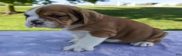 Beabull dogs for sale: Ana - Ad 3