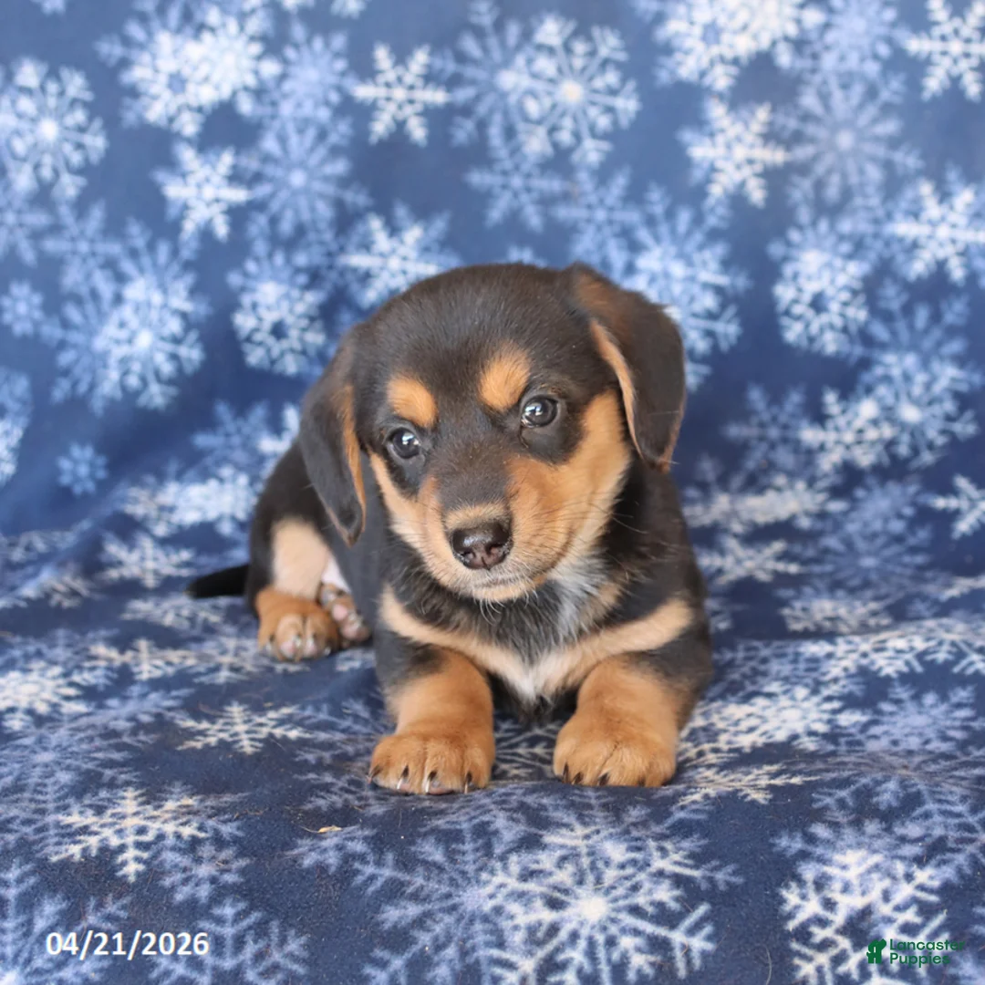 Welsh Corgi Pembroke dogs for sale: Snickers - Ad 2