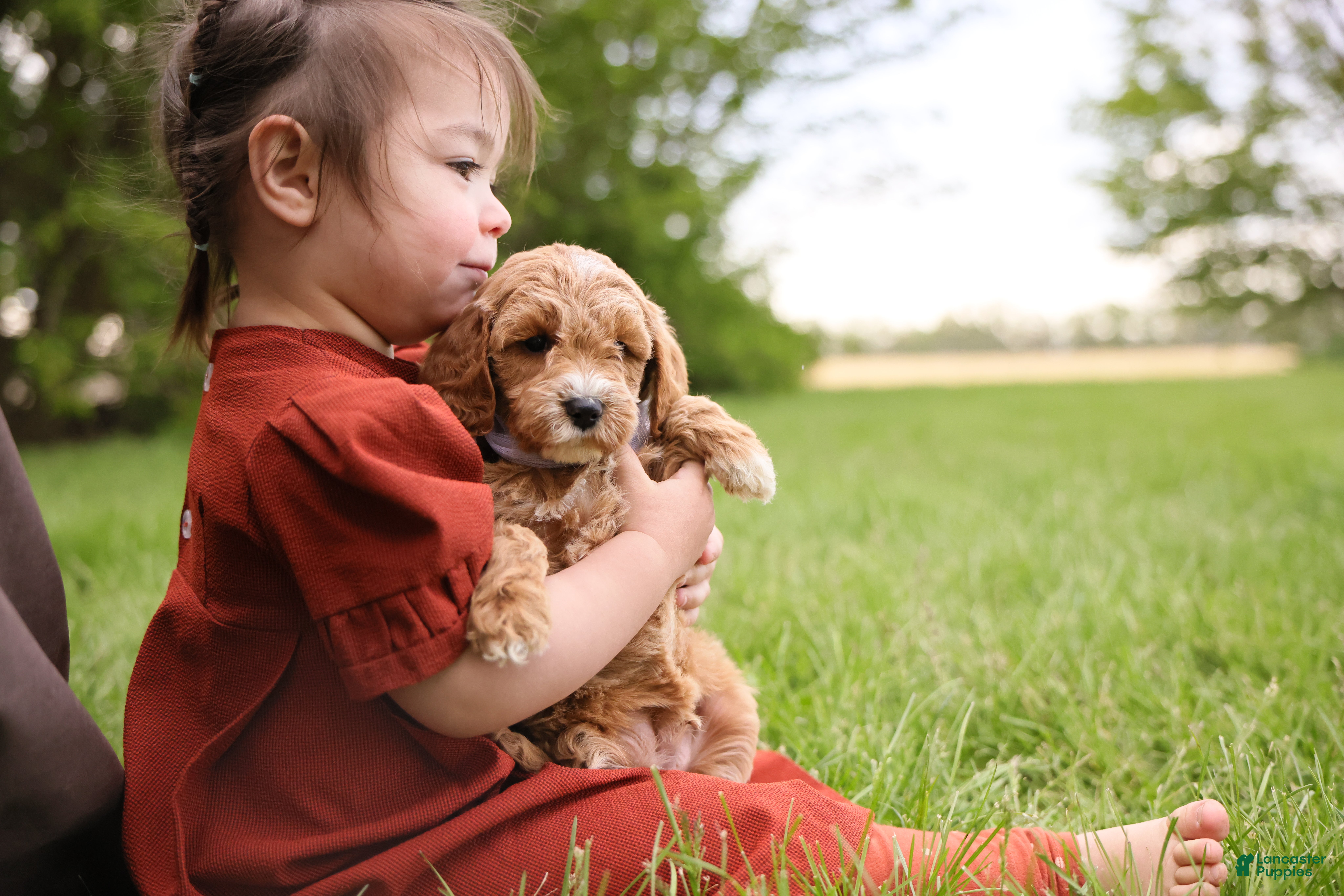 Goldendoodle dogs Milo - Ad 2