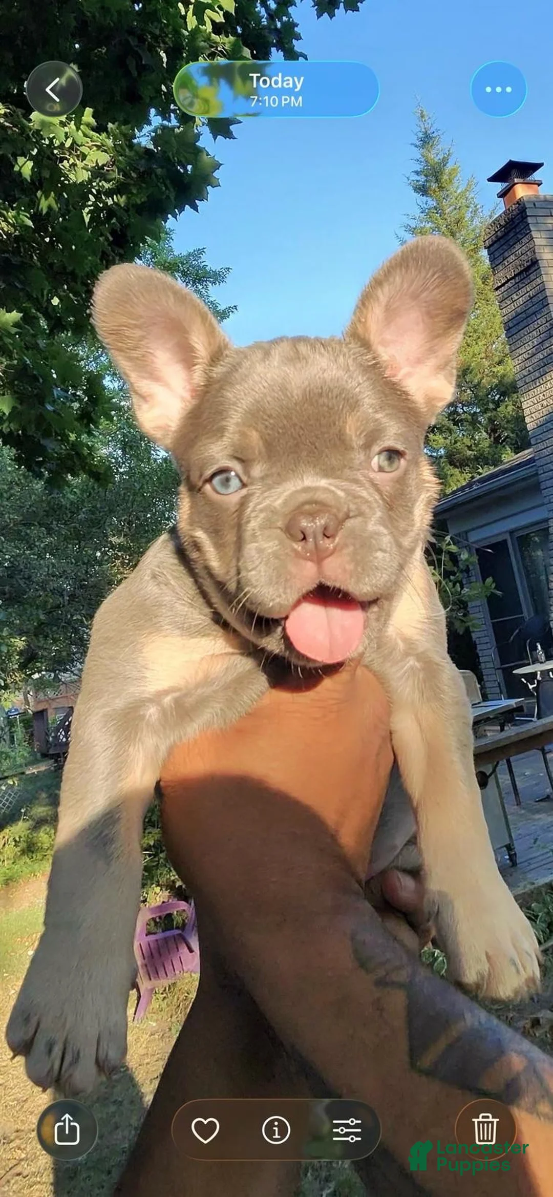 French Bulldog dogs for sale: French Bulldog 1 - Ad 1