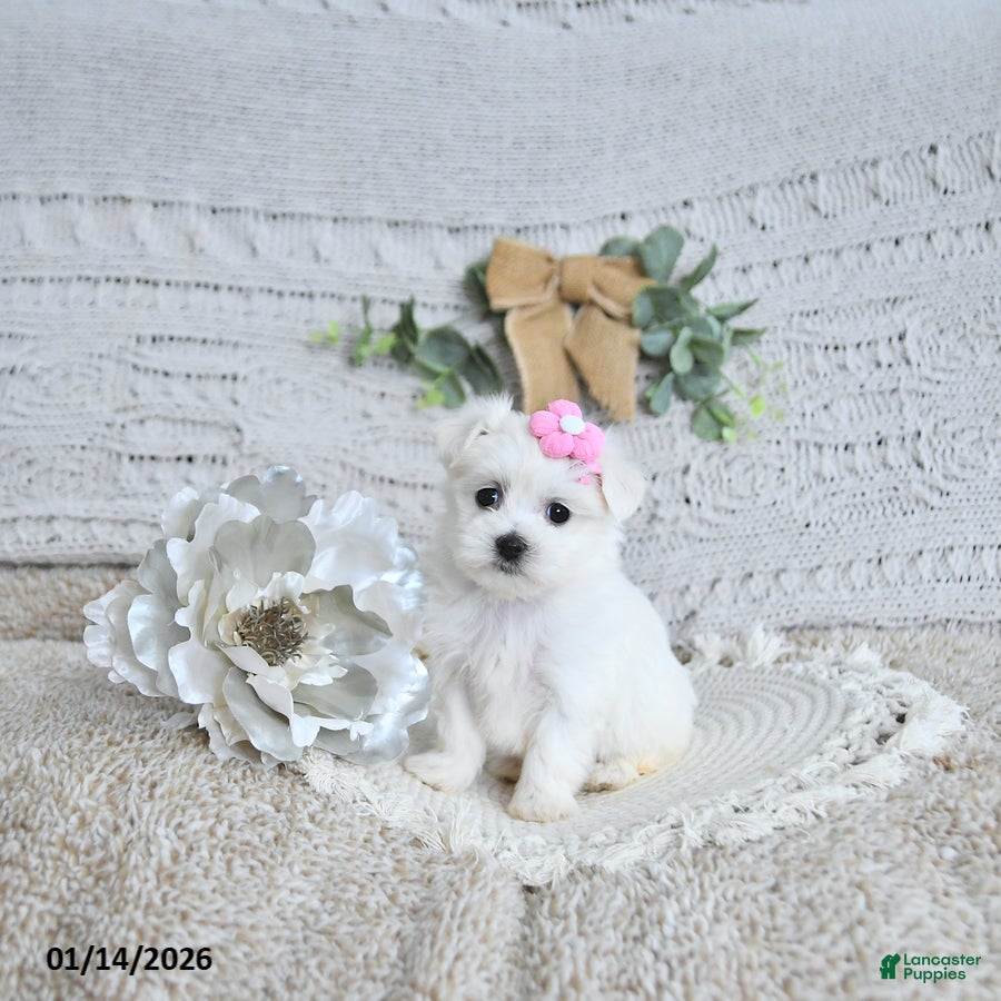 Maltese dogs Sweetheart EXTRA SMALL - Ad 2