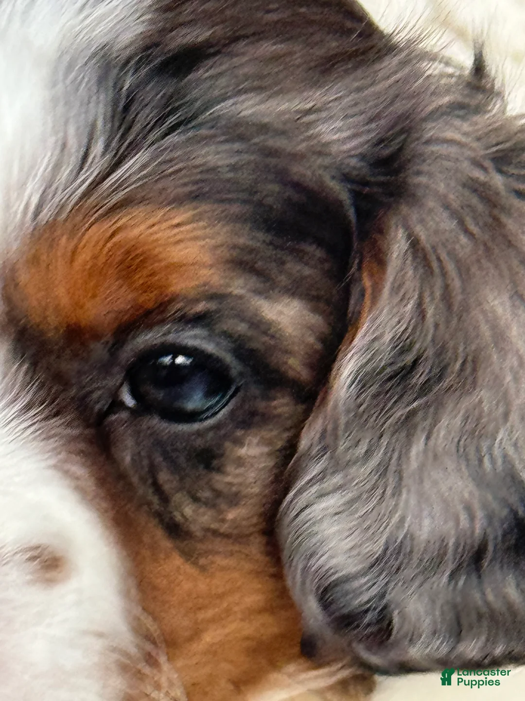 Cavapoo dogs for sale: Emmy - Ad 6