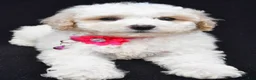 Miniature Poodle dogs for sale: Alice  - Ad 6