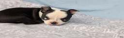 Boston Terrier dogs for sale: Mooo  Cow - Ad 6