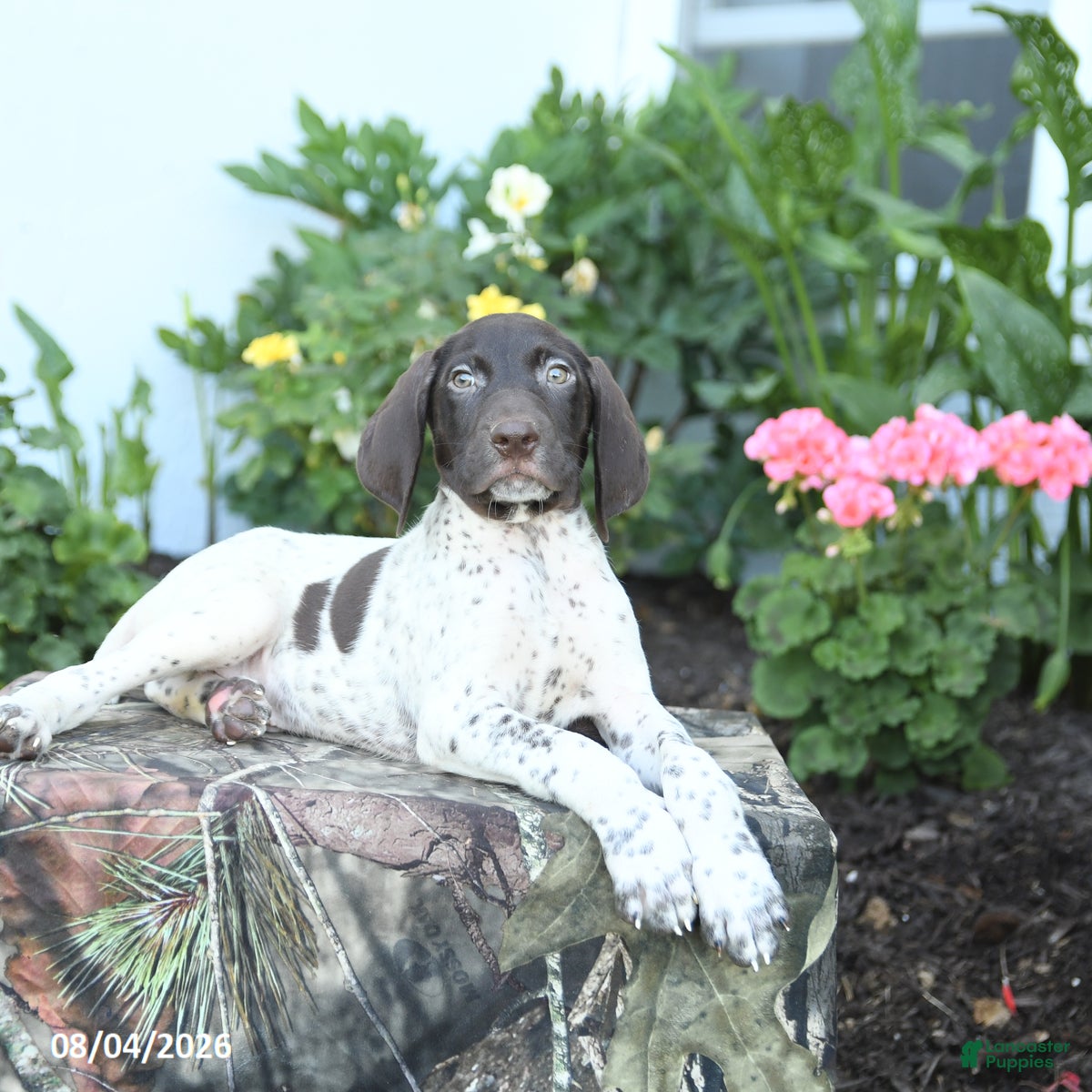 German Shorthaired Pointer dogs Duke - Ad 2