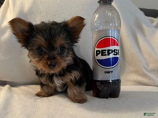 Yorkshire Terrier dogs Yorkshire Terrier Puppy 1 - Ad 34