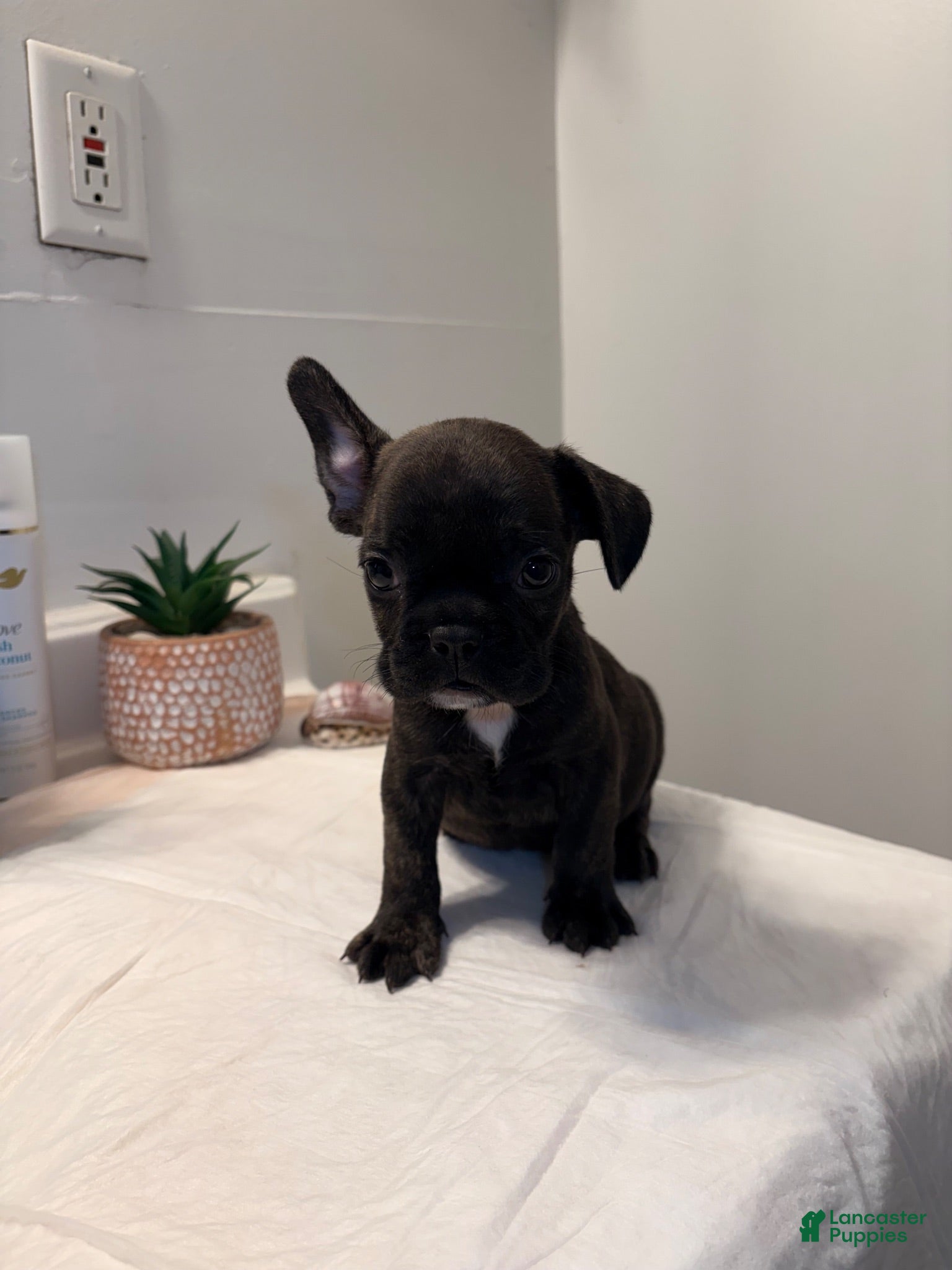 French Bulldog dogs French Bulldog 4 - Ad 34