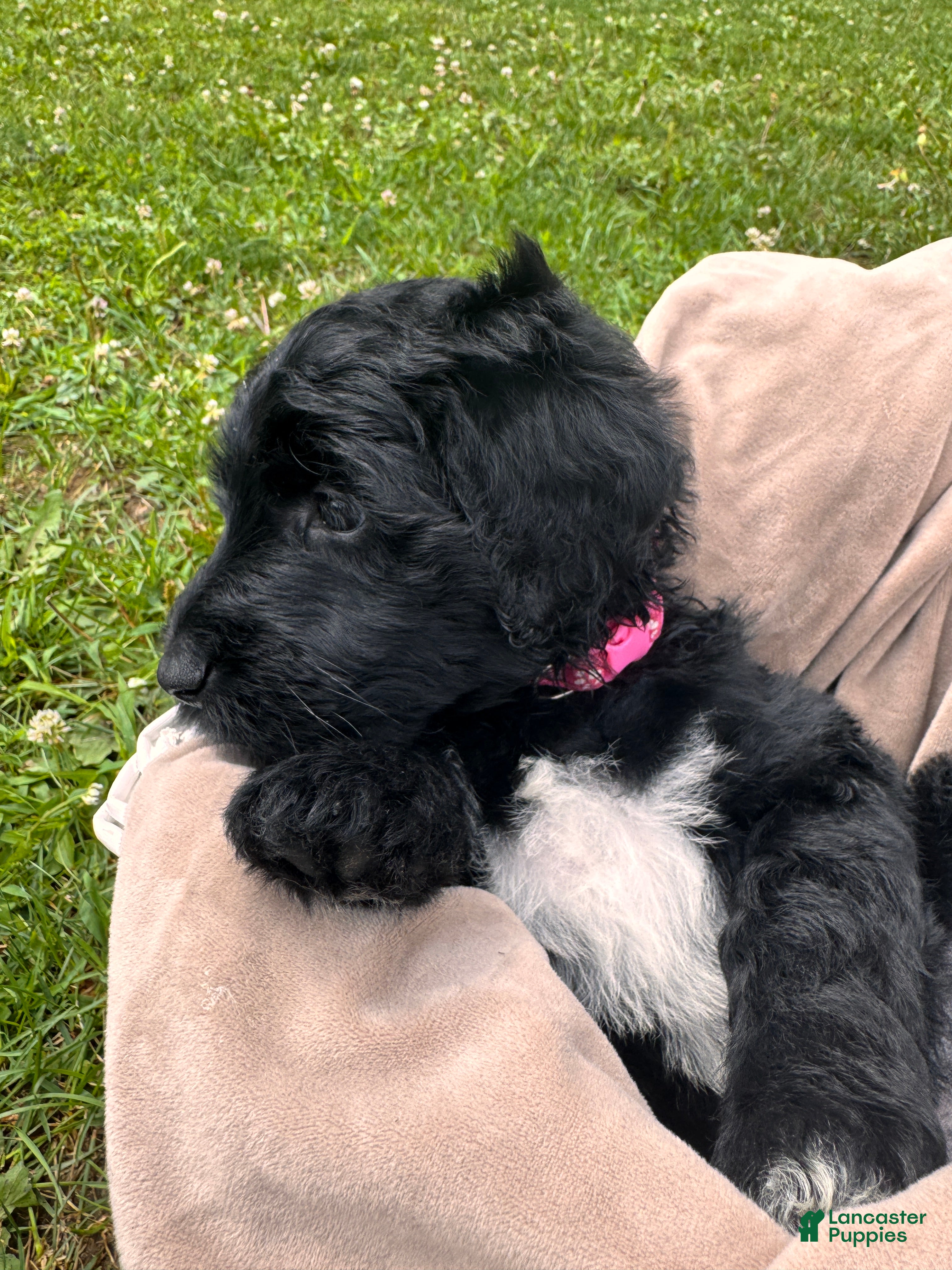 Goldendoodle dogs Sky - Ad 2
