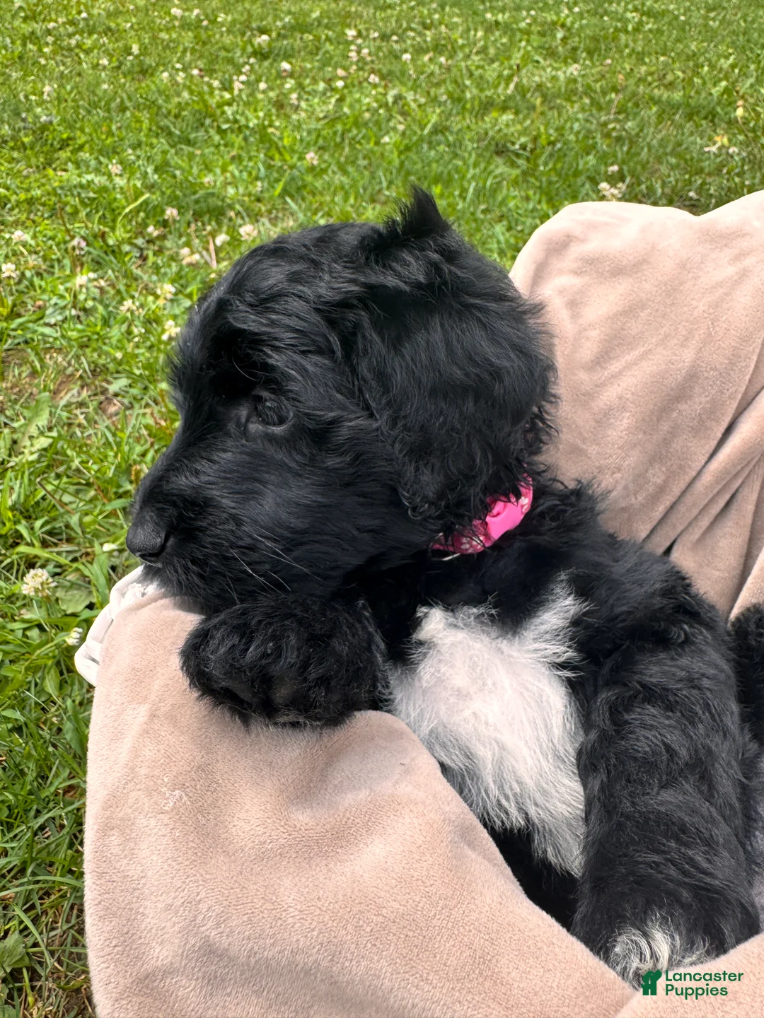 Goldendoodle dogs for sale: Sky - Ad 2