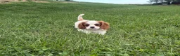 Cavalier King Charles Spaniel dogs for sale: Leon - Ad 5