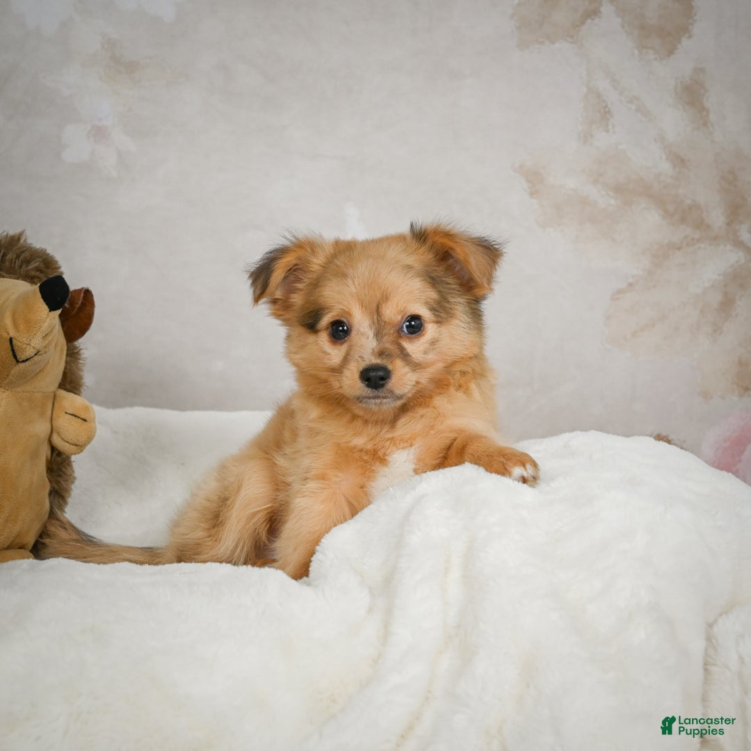 Chihuahua dogs for sale: Terry - Ad 9