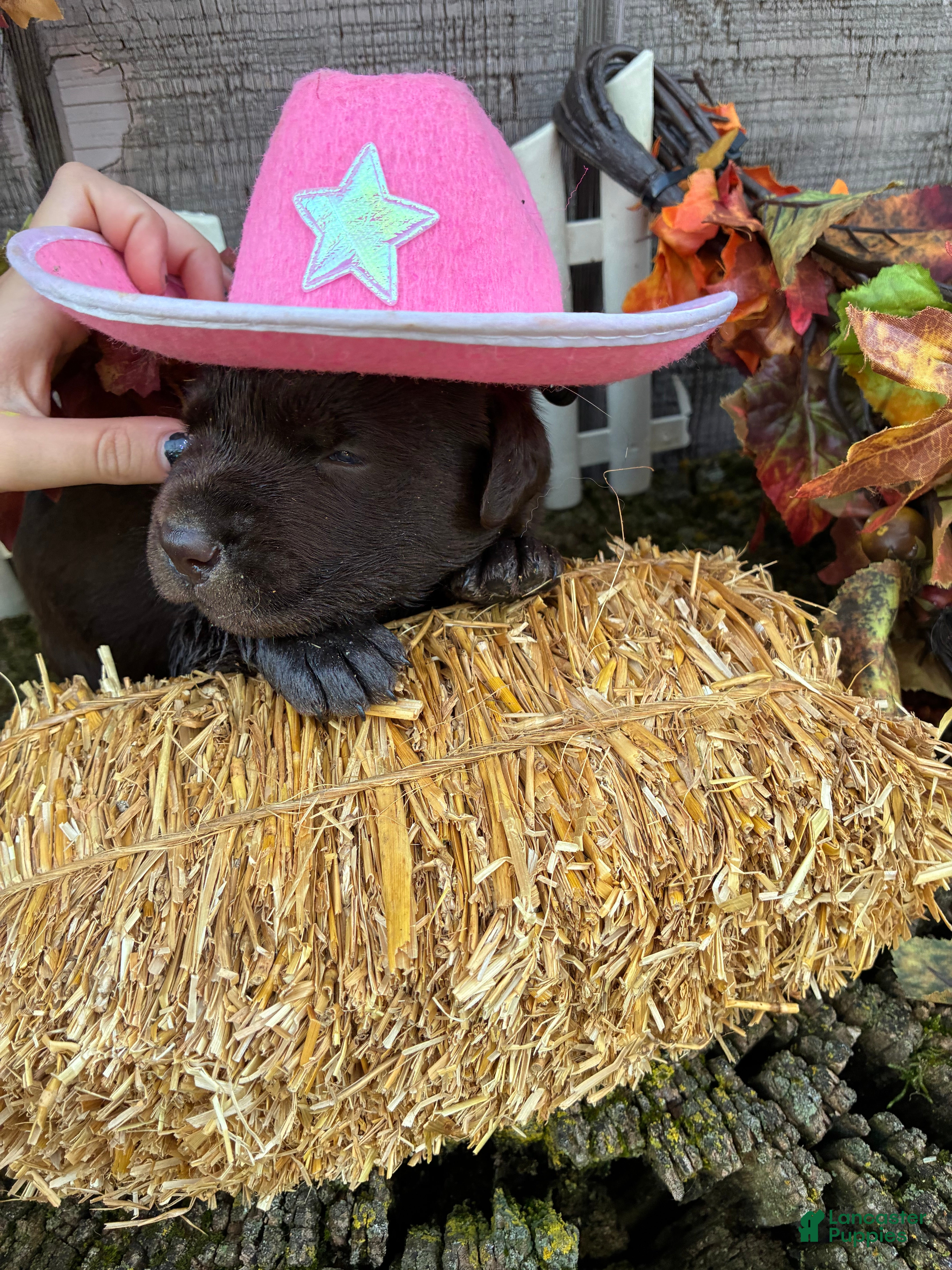 Labrador Retriever dogs Chocolate girl 3 - Ad 1