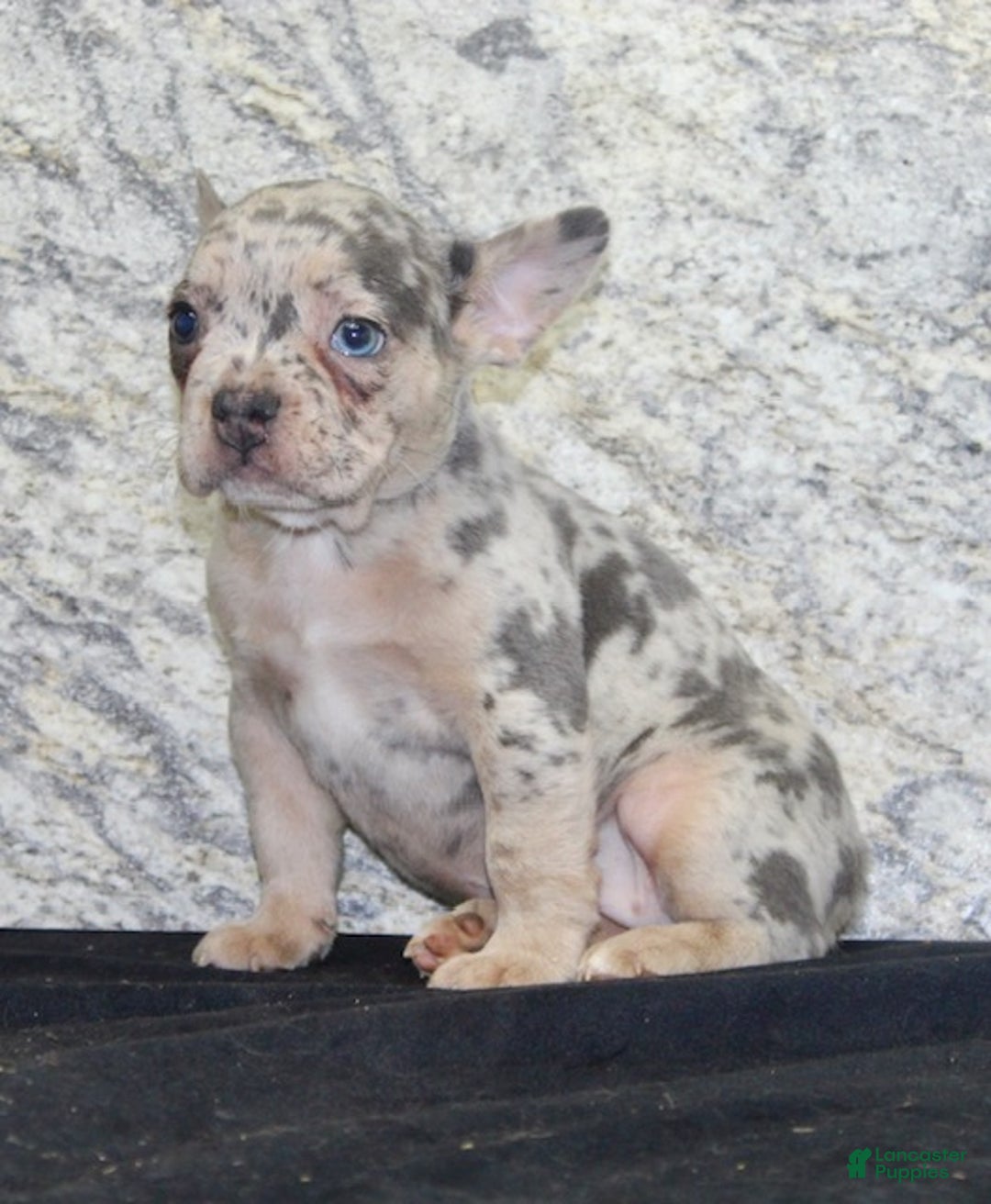 French Bulldog dogs for sale: Gracie - Ad 3