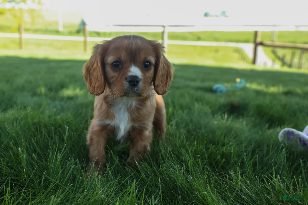 Cavalier King Charles Spaniel dogs for sale: Fletcher 🐶💙 - Ad 2