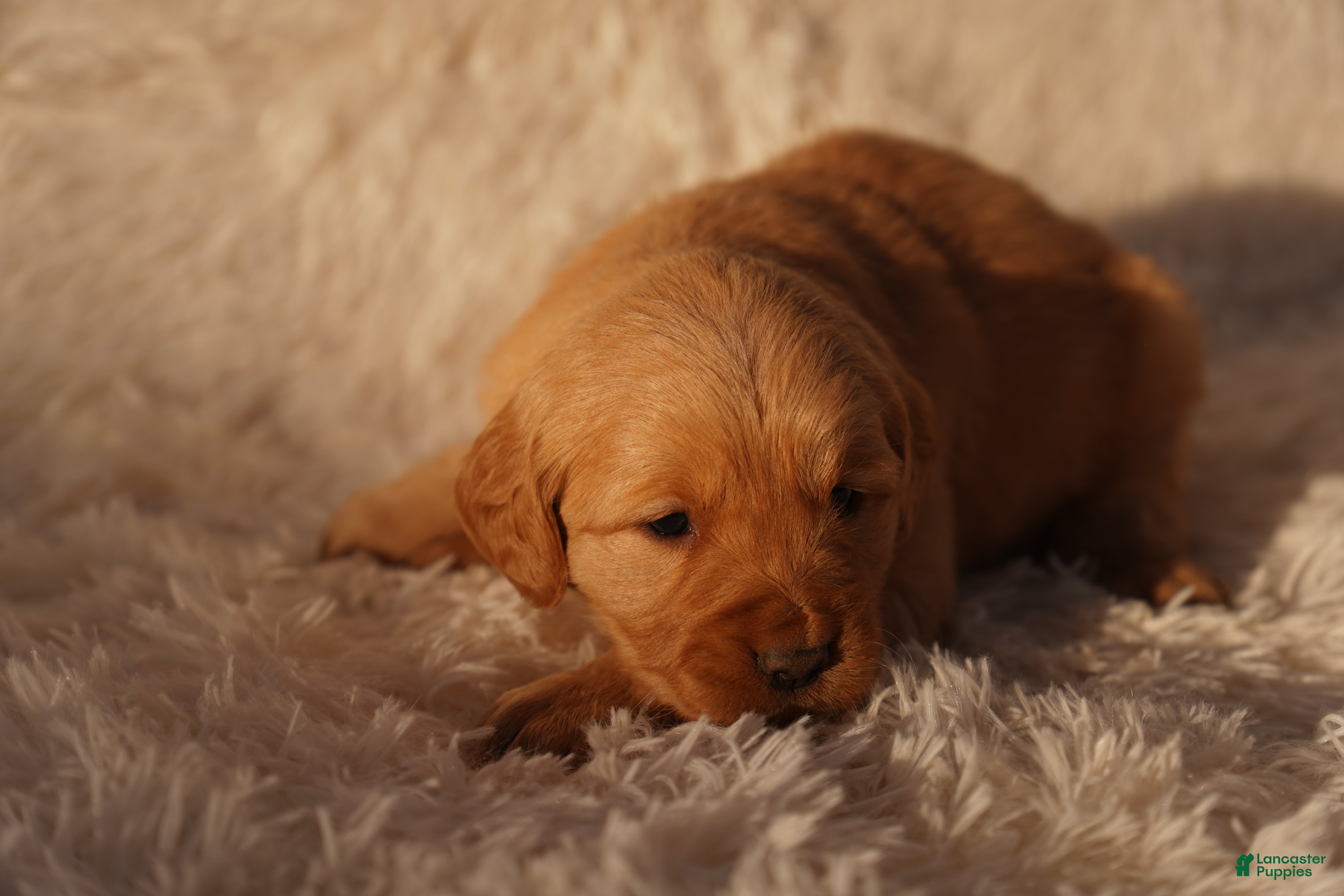 Golden Retriever dogs Zoe - AKC, Genetically Clear - Ad 1