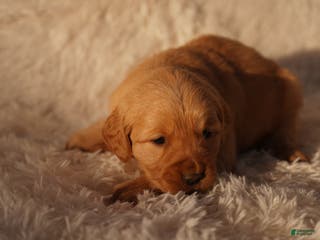 Golden Retriever dogs Zoe - AKC, Genetically Clear - Ad 1