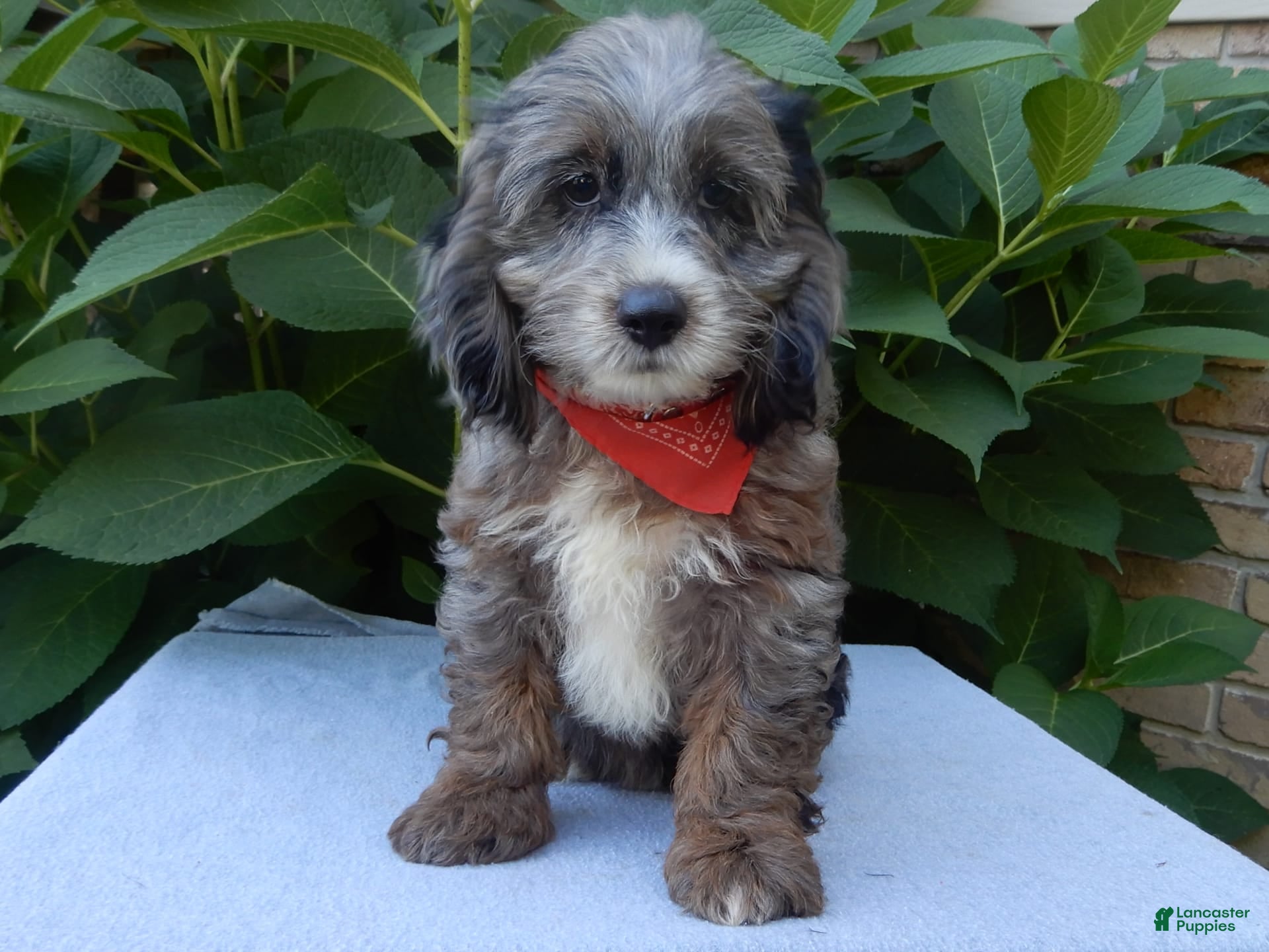 Blue​ Cockapoo Puppies for sale Lancaster Puppies