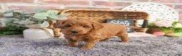 Mini Goldendoodle dogs for sale: Naomi - Ad 5