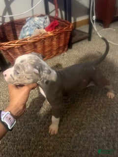 Mixed Breed dogs for sale: Mixed Breed 5 - Ad 2