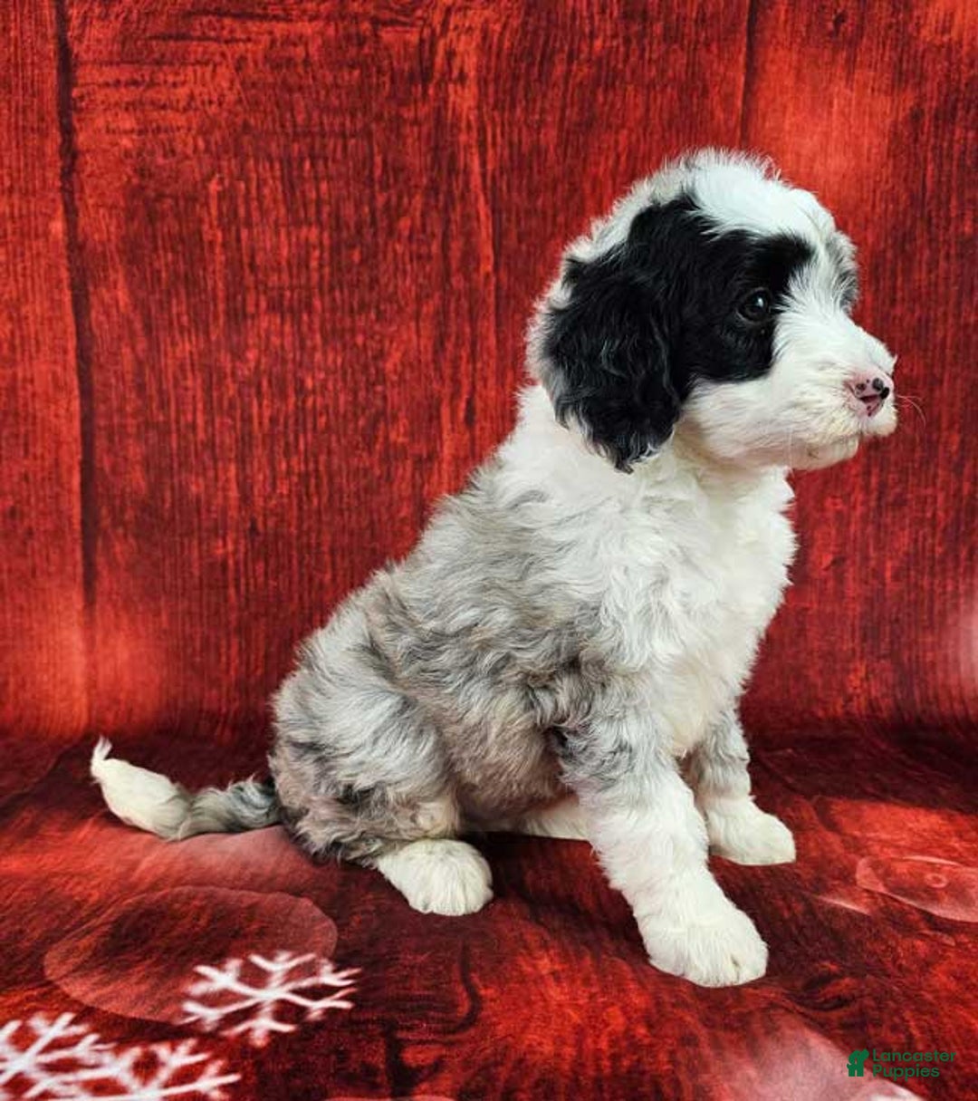 Mini Sheepadoodle dogs for sale: Parka - Ad 2