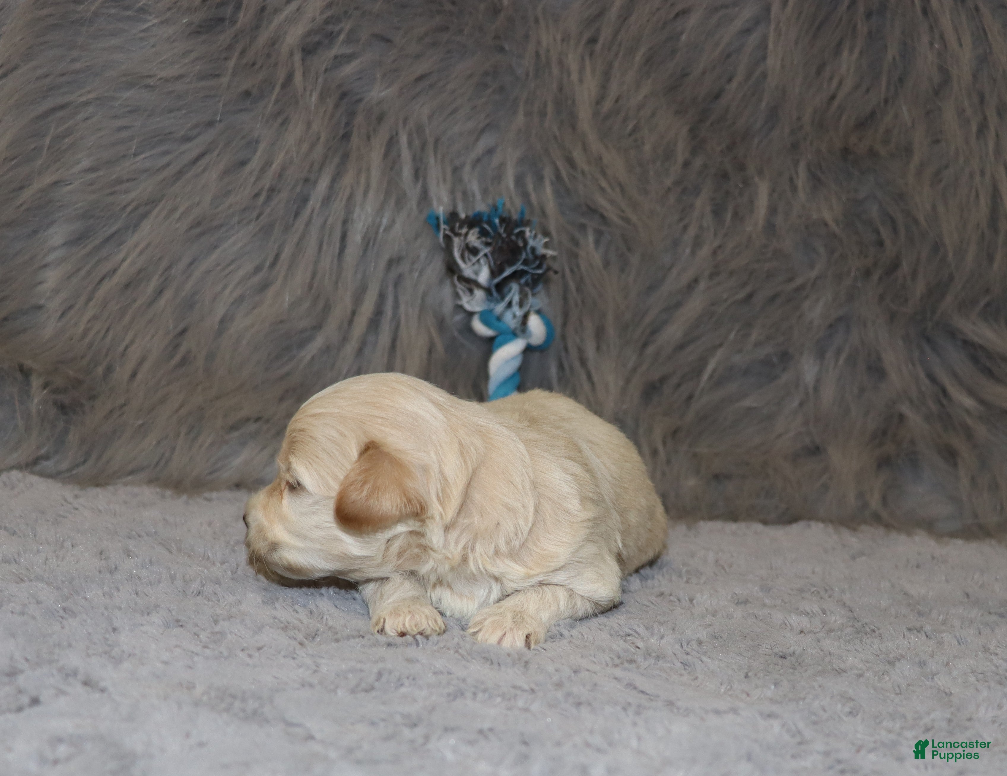 Havapoo dogs Parker 💙 Miniature - Ad 2