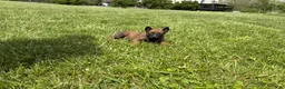 Belgian Malinois dogs for sale: Houston - Ad 8
