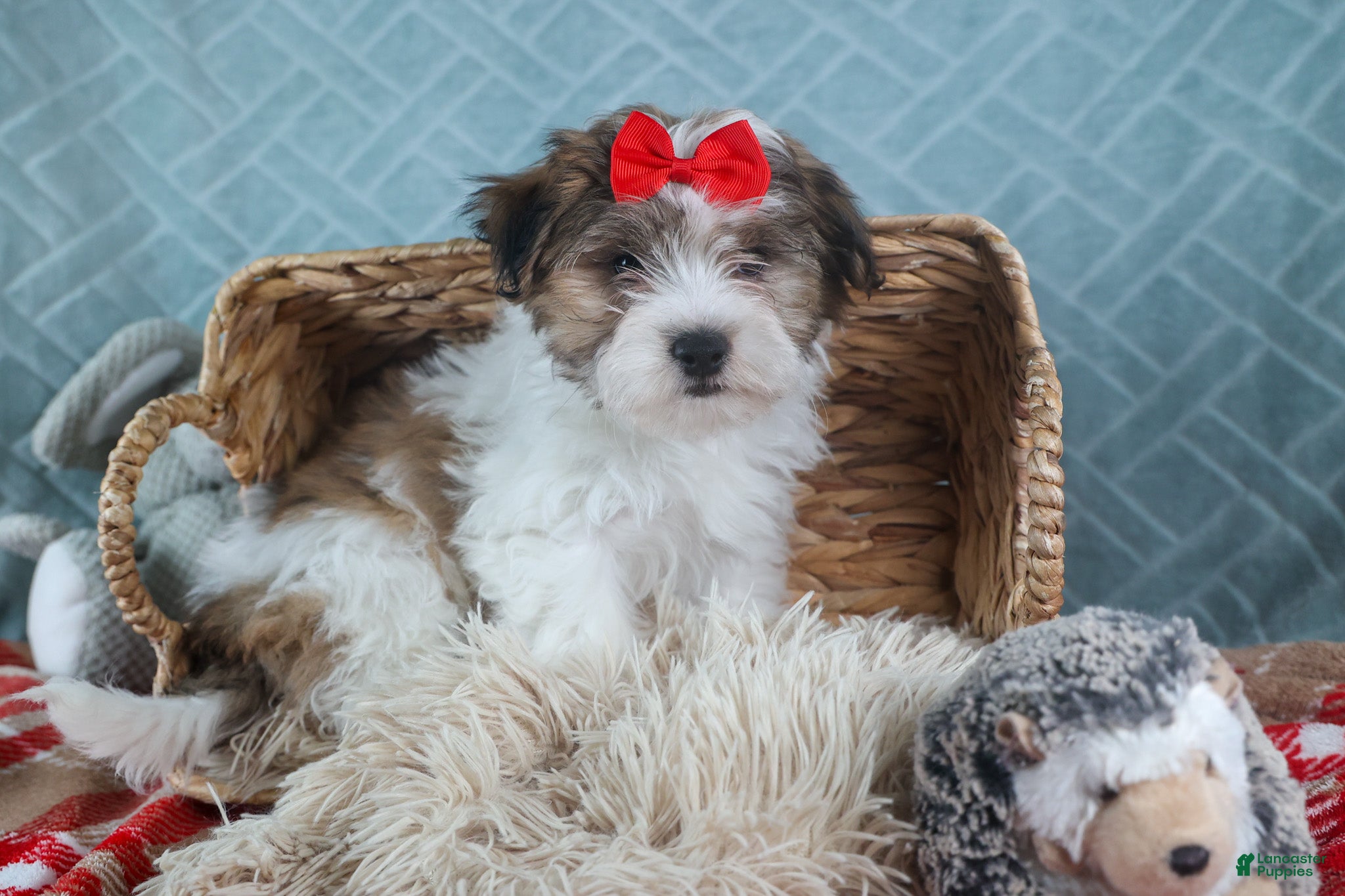 Teddy Bear dogs GEO - Ad 16