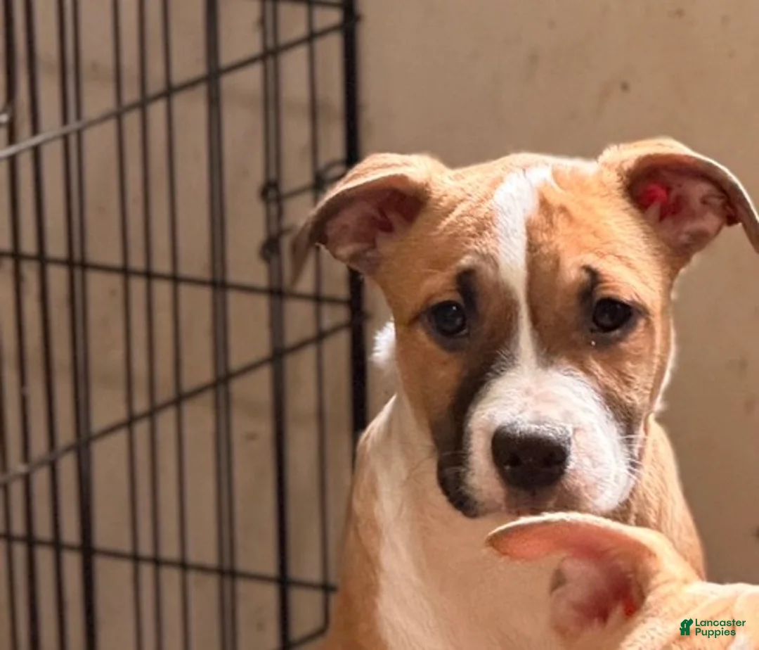 Mixed Breed dogs for sale: Brookie - Ad 2