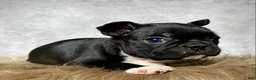 Mixed Breed dogs for sale: Miss Bella  - Ad 7