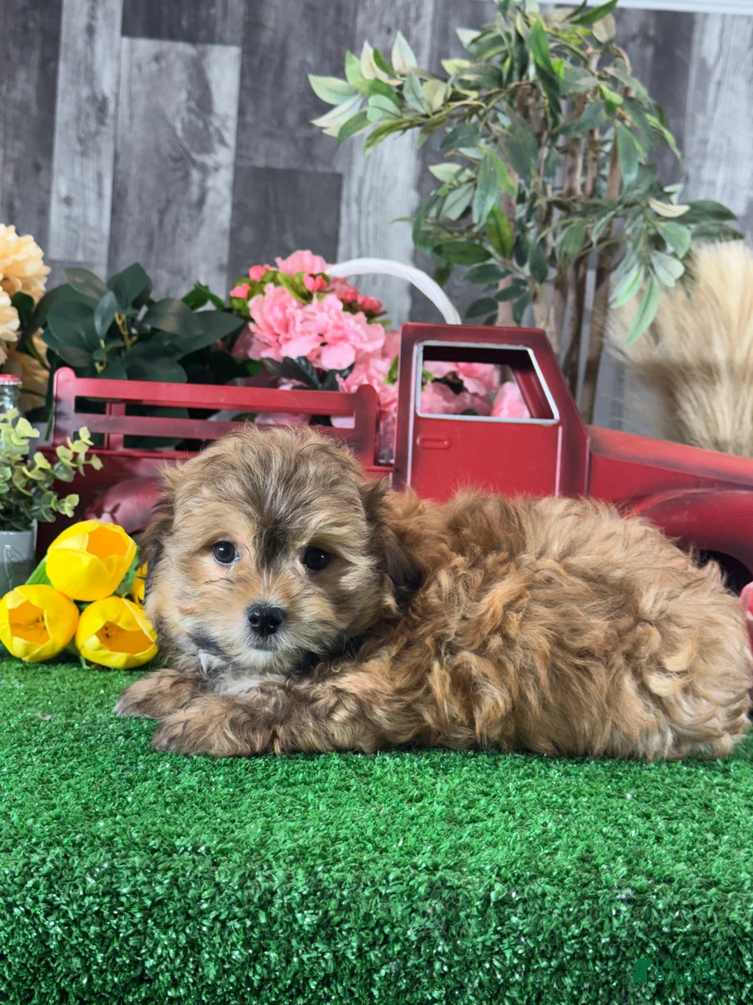 Havanese dogs for sale: Hero - Ad 5