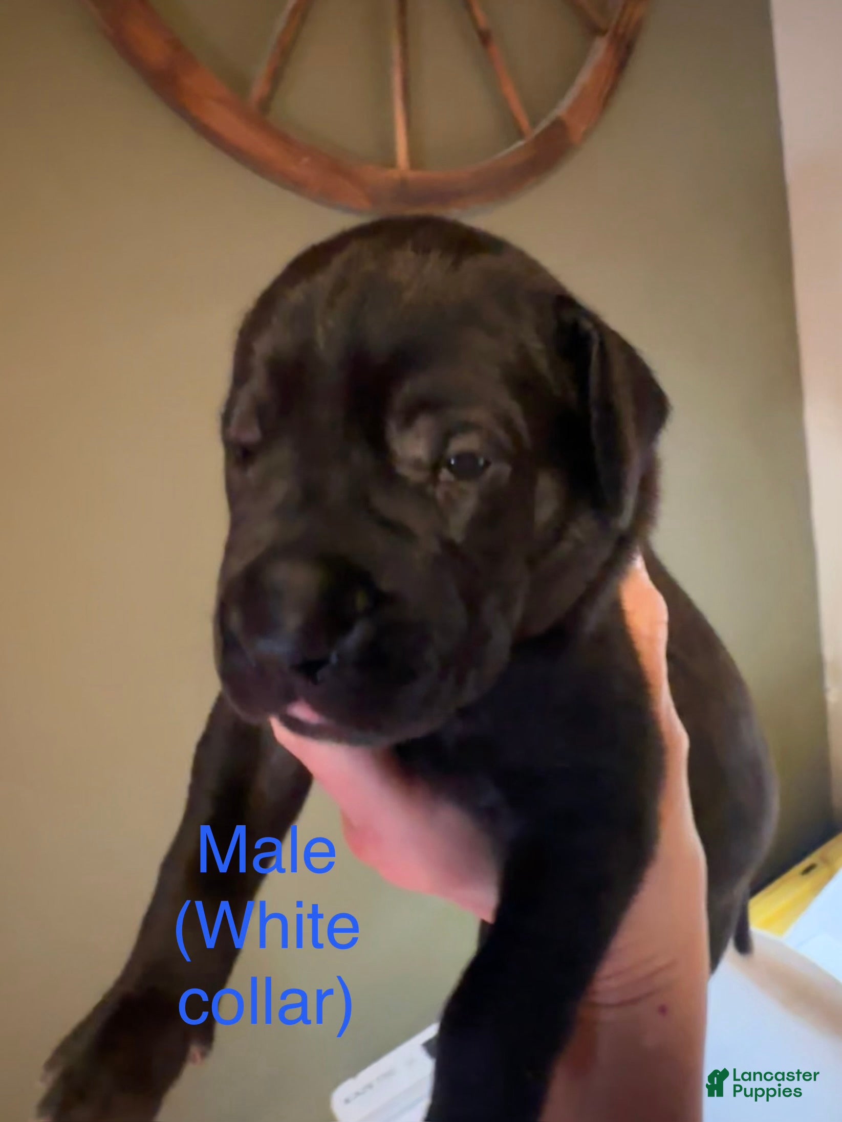 Great Dane dogs Great Dane 3 - Ad 4