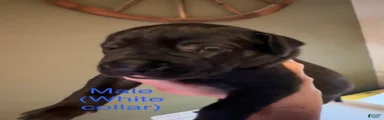 Great Dane 3