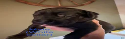 Great Dane dogs for sale: Great Dane 3 - Ad 1