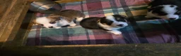 Welsh Corgi Pembroke dogs for sale: Welsh Corgi Pembroke 4 - Ad 13