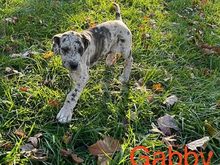 Great Dane dogs Gabby - Ad 13