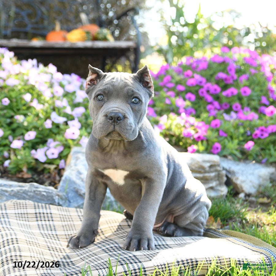 Cane Corso dogs for sale: Titan - Ad 2