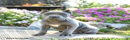 Cane Corso dogs for sale: Titan - Ad 2