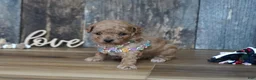 Maltipoo dogs for sale: Nessa - Ad 4