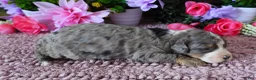 Mini Bernedoodle dogs for sale: #5 Female (Splash's) - Ad 2