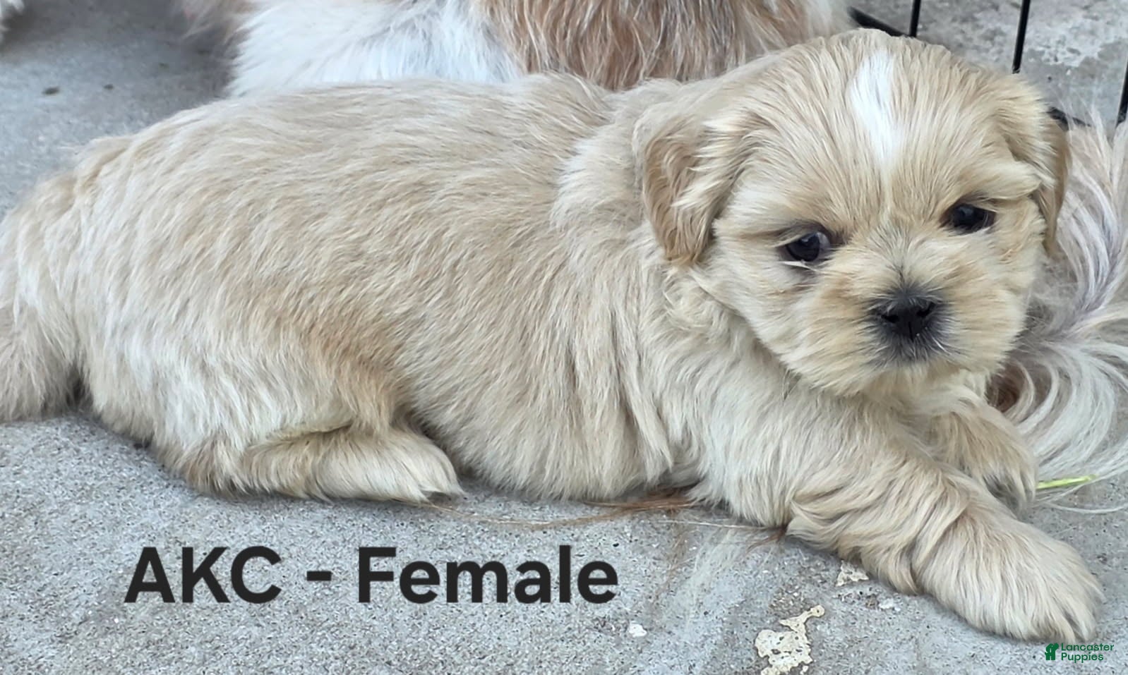 Shih Tzu dogs Shih Tzu Female - Ad 1